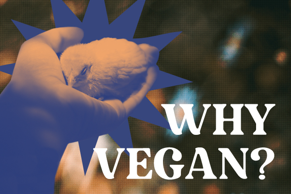 Going Vegan for Ethical, Environmental, and Health Reasons